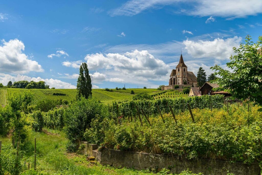 Découvrez nos Promenades dans le Vignobles