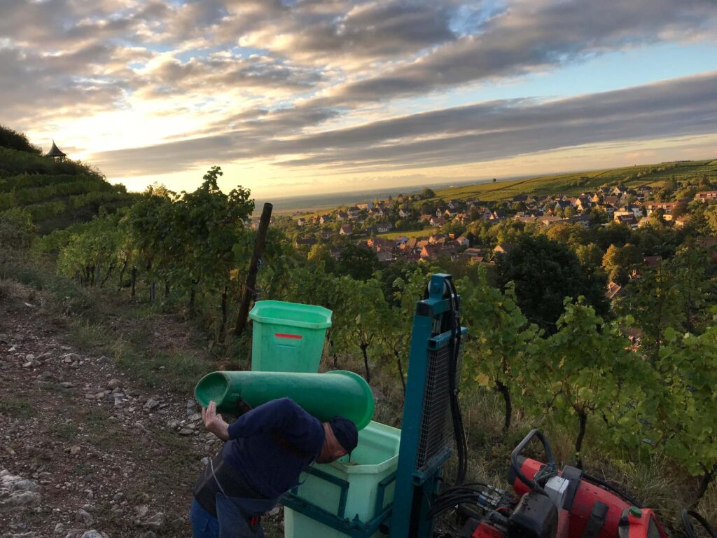 Les vendanges aux clos saint-ulrich de ribeauvillé au domaine ziegler fernand en Alsace