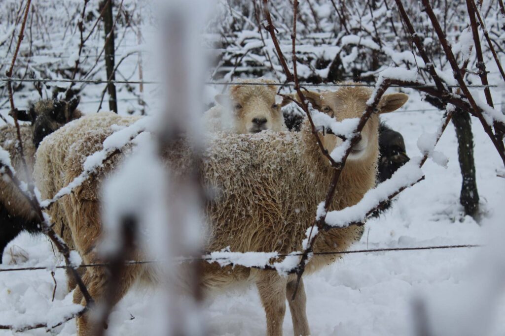 moutons-vignes-domaine-Ziegler