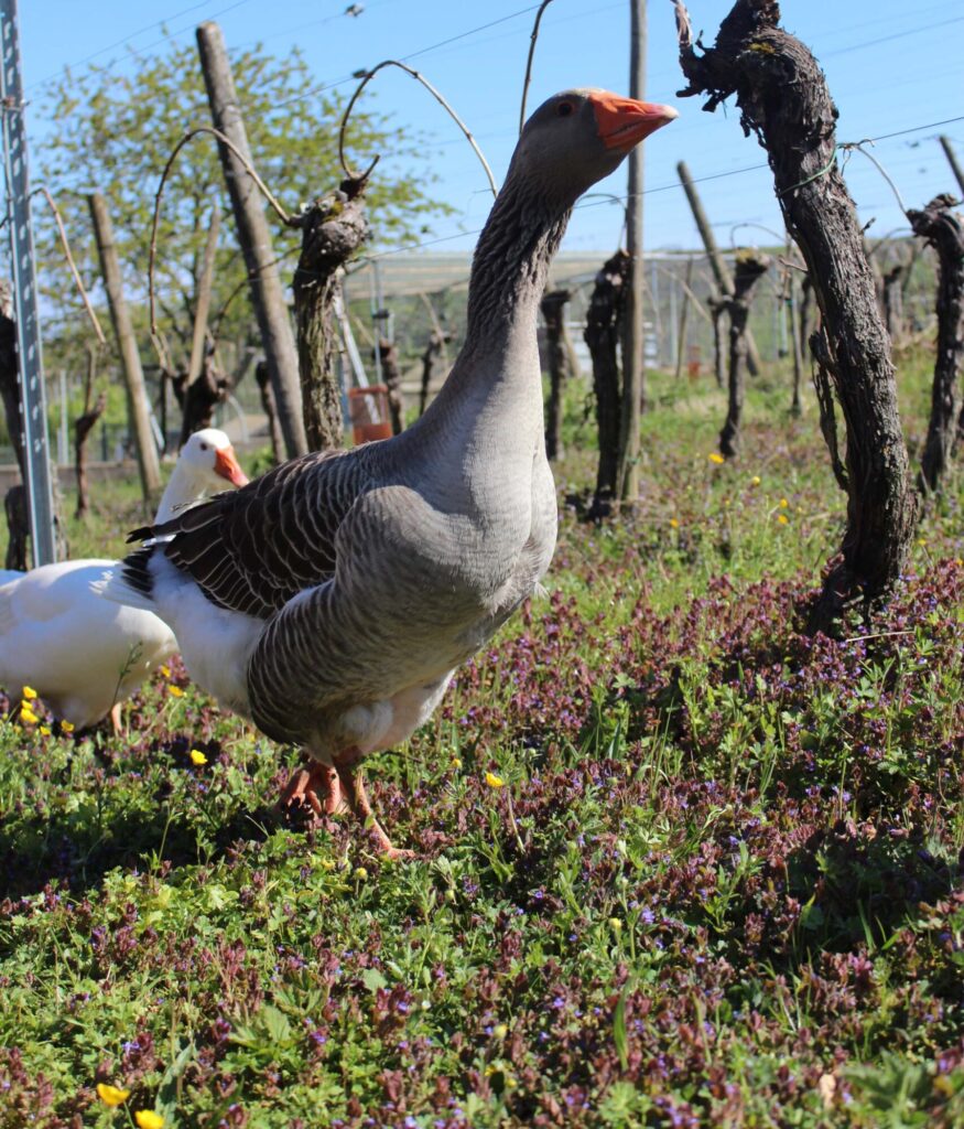 oies-vignes-domaine-Ziegler