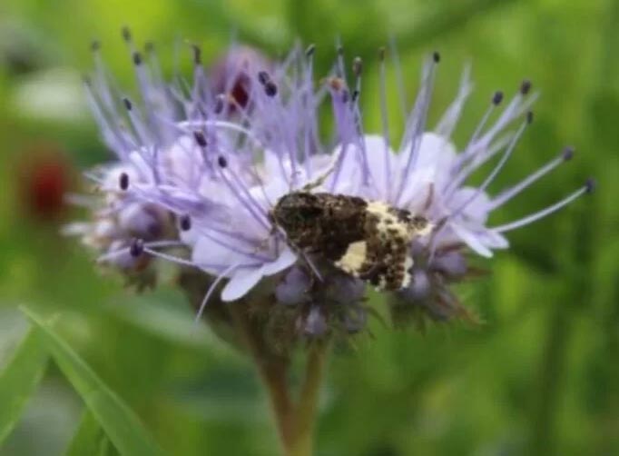 fleur abeille