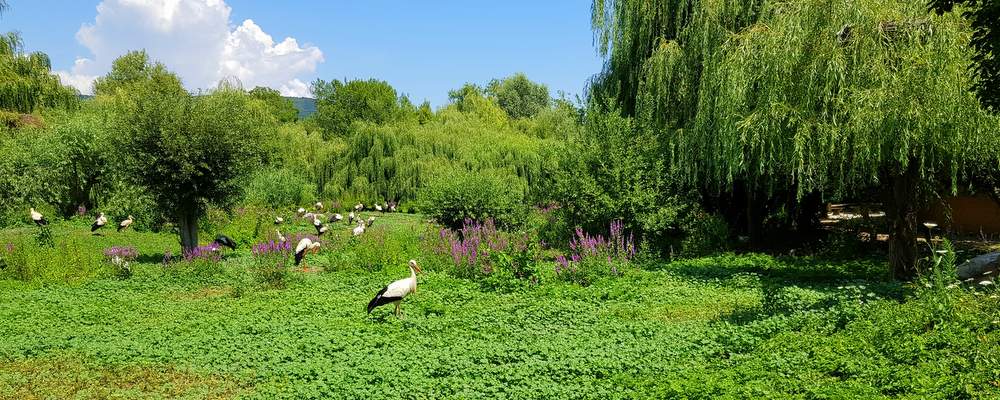À deux pas du Domaine Ziegler : le parc des cigognes de Hunawihr et une pause vin d’Alsace